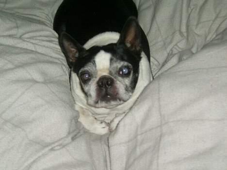 Boston terrier Olivia(DØD) - jeg prøver at sove billede 1