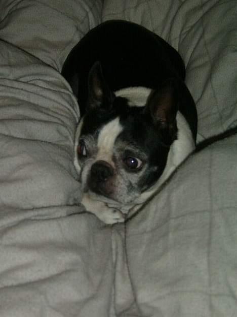 Boston terrier Olivia(DØD) - hva siger mor? billede 2