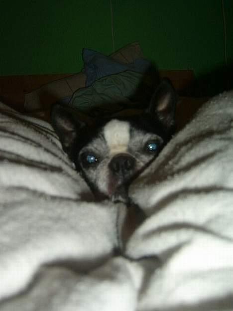 Boston terrier Olivia(DØD) - miin dyne!! billede 3