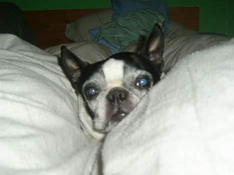 Boston terrier Olivia(DØD) - gå nu billede 4