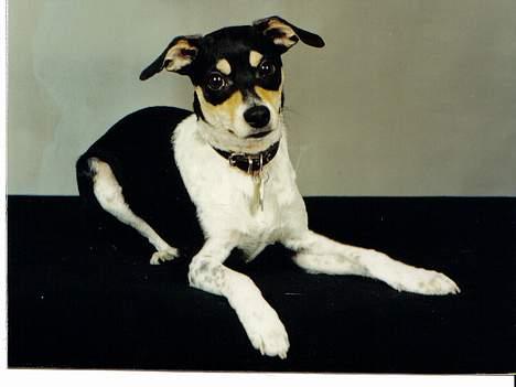 Dansk svensk gaardhund hans (død 29/4-2006)  - Er jeg ikke bare rigtig sød? billede 14