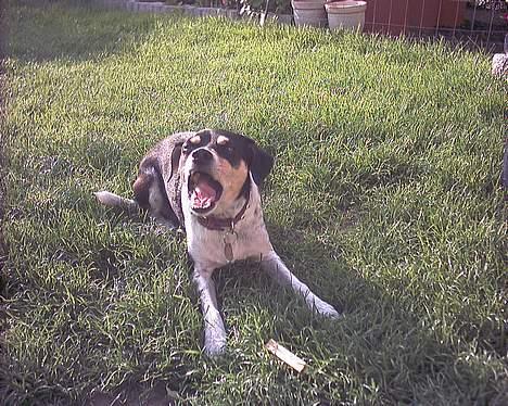 Dansk svensk gaardhund hans (død 29/4-2006)  - Kan I komme væk, det er nemlig mit kødben billede 15