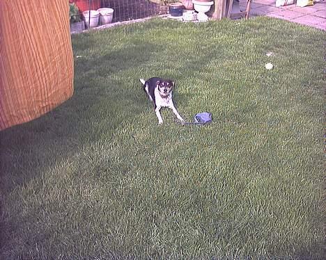 Dansk svensk gaardhund hans (død 29/4-2006)  - Det er altså min snor, mor billede 16