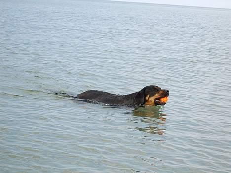 Blanding af racer Chanel billede 5