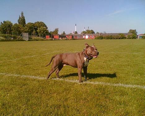 Amerikansk staffordshire terrier Devils Blue Rock (tyson) billede 1