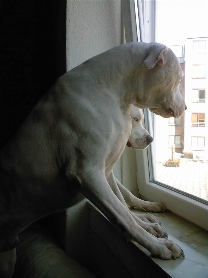 Dogo argentino cano - sjovt og være på besøg ved min kammerat, så kan man stå i seng og kigge ned i gården billede 18