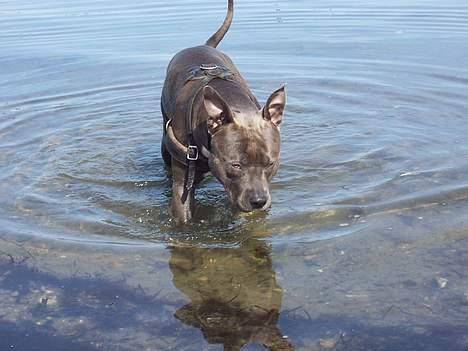 Amerikansk staffordshire terrier Devils Blue Rock (tyson) billede 2