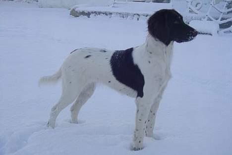 Kleiner münsterländer Asja - Asja i snevejr.. Ca 1 år gammel billede 1