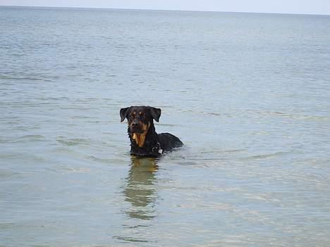 Blanding af racer Chanel billede 7