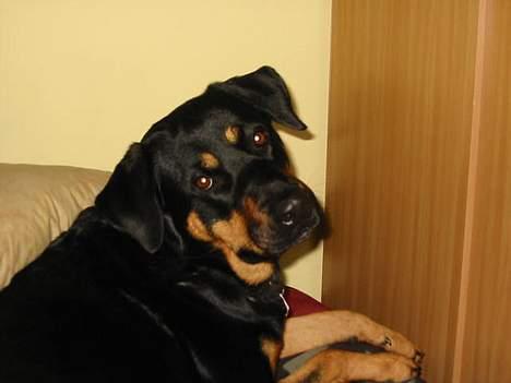 Blanding af racer Chanel billede 8