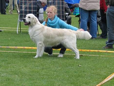 Golden retriever Golden Maid Rocking Boy  billede 4