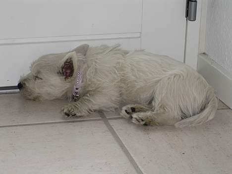 West highland white terrier Misti - Vi tager lige en pause på 30 min. så er jeg ladet op igen. billede 11