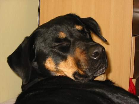 Blanding af racer Chanel billede 9