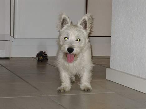 West highland white terrier Misti - Hvad sker der, er jeg gået glip af noget..... billede 12