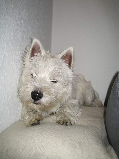 West highland white terrier Misti - Hvad f.... laver du Mads!!! Jeg SOVER!!! billede 13