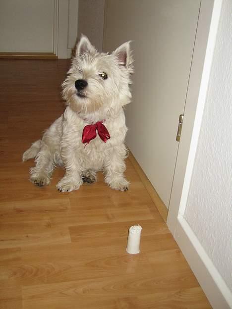 West highland white terrier Misti - Nej - det er ikke mig der har ødelagt dørstopperen billede 14