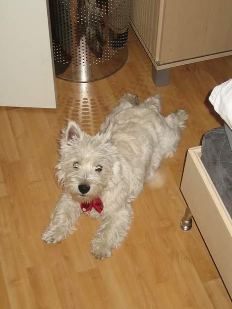 West highland white terrier Misti - Flader bare lidt ud.... Det er jo Jul billede 15