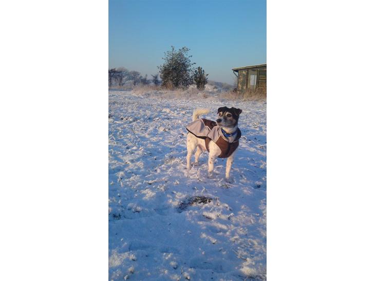 Blanding af racer  * Bosse R.I.P. - Bosse i den flotte sne 21/12-2010. Flotte dreng, selv om ham er oppe i årene :) billede 1