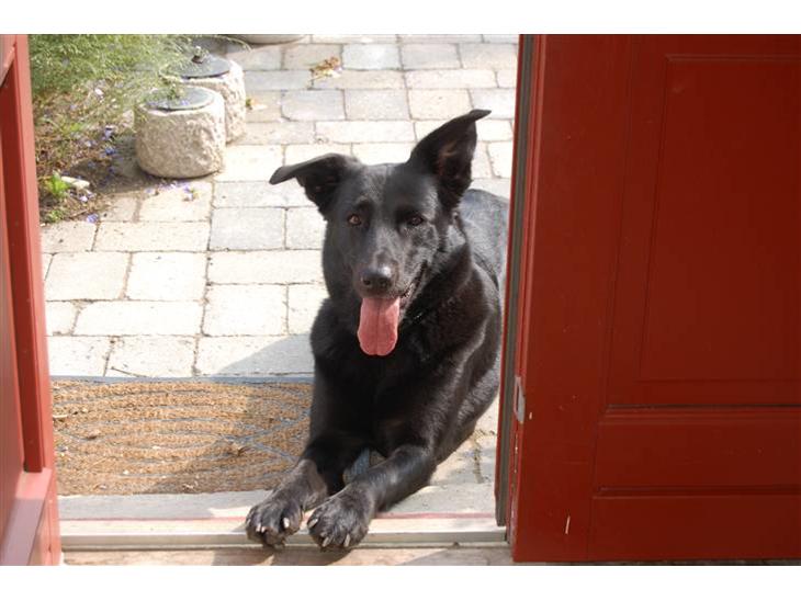 Blanding af racer Zenta - Foto: Nmf billede 1