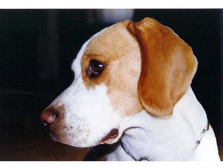 Beagle Max  billede 1