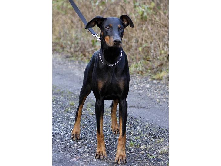 Dobermann Asja (Død) R.I.P - Tutti billede 1