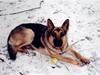 Schæferhund Tiki R.I.P. [Tidl. hund]