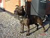 Staffordshire bull terrier Tovdal Little Angel 