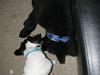 Jack russell terrier Emil 