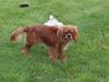 Cavalier king charles spaniel Smilla