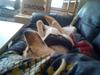Labrador retriever Buddy