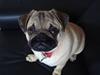 Mops Doffy