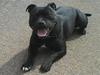 Staffordshire bull terrier Elvis  *R.I.P*