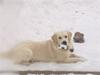 Golden retriever Woodstar Tilo