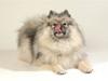 Keeshond Feluca (Clevenkeesen)