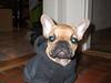 Fransk bulldog Alberte