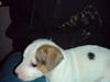 Jack russell terrier Kiwie