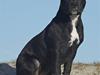 Staffordshire bull terrier Coco