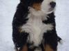 Berner sennenhund Lucas