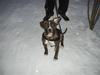 Amerikansk staffordshire terrier Ricki