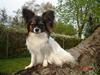 Papillon P.U.F.F