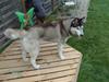 Siberian husky Freja