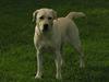 Labrador retriever Luna (Amber Cover)