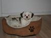 Shih tzu BUSTER