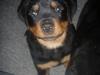 Rottweiler Ai-Jen Aron R.I.P 2010 [ Himmelhund]
