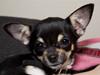 Chihuahua Wilma