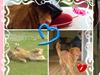 Nova scotia duck tolling retriever | Nova **V.B.H**