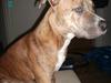 Amerikansk staffordshire terrier Frøken