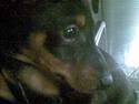 Dvaergpinscher Pappy <3