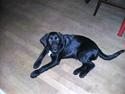 Blanding af racer balou