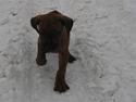 Rhodesian ridgeback Charlie